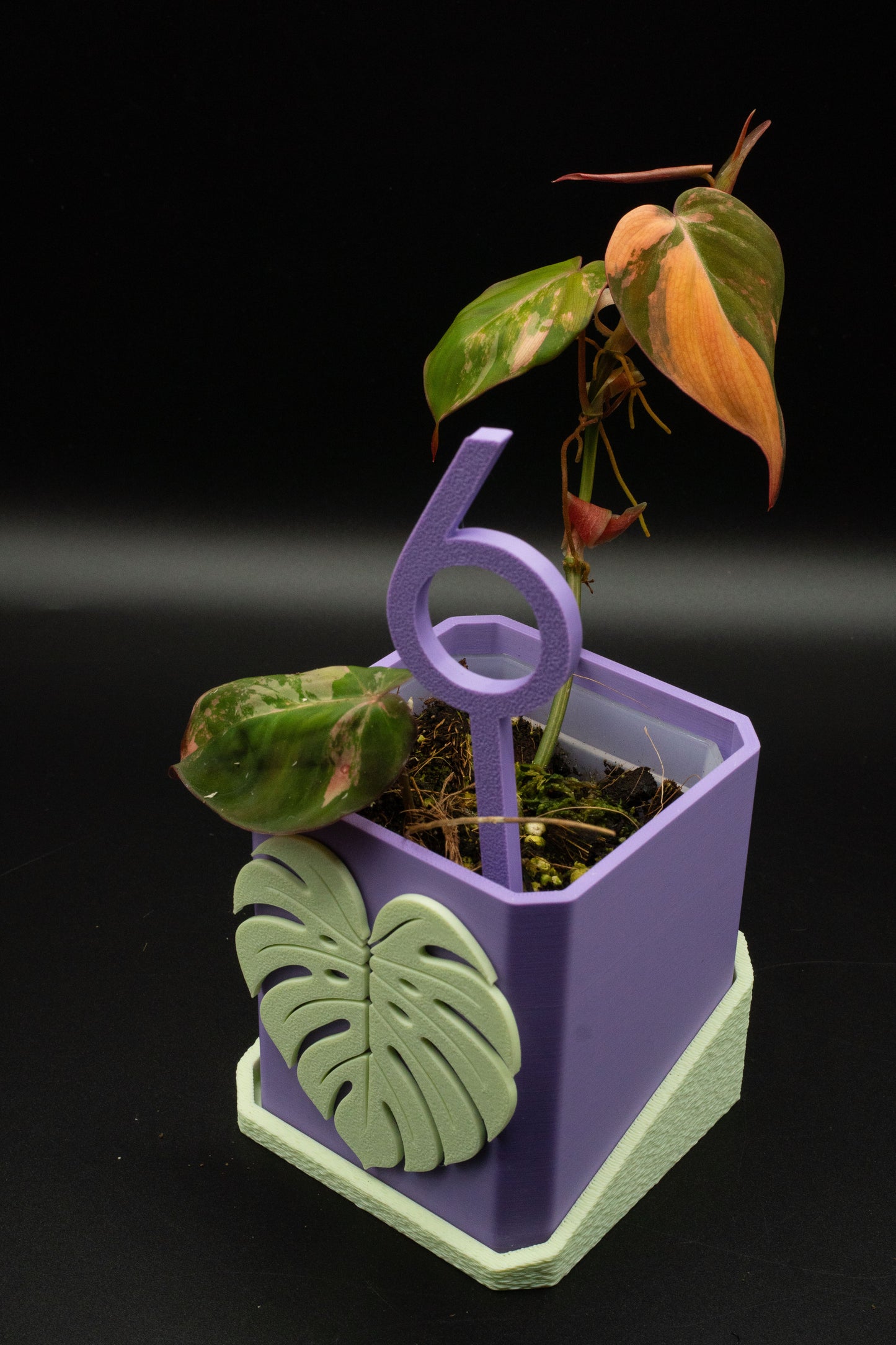 Philodendron Micans Variegata