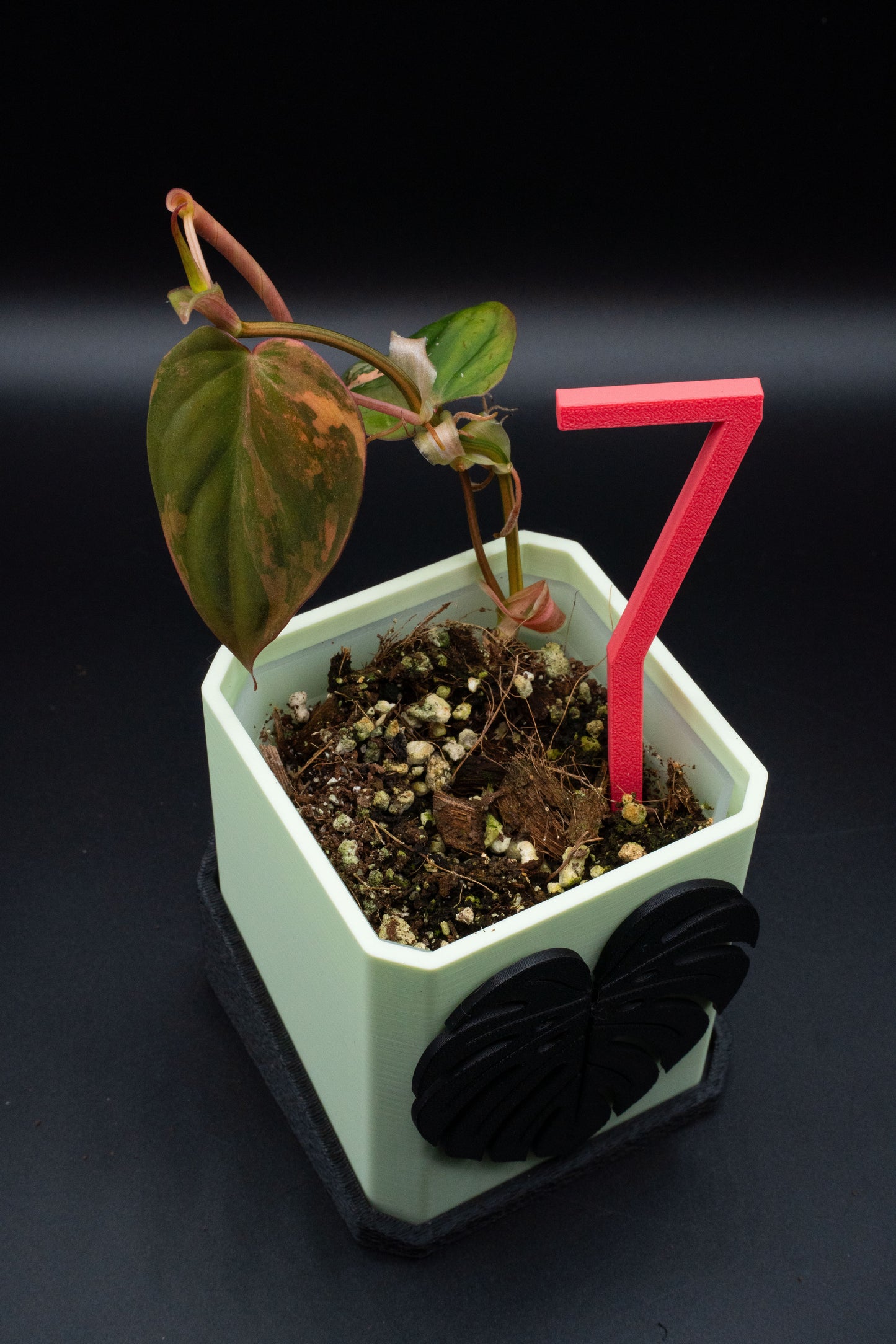 Philodendron Micans Variegata