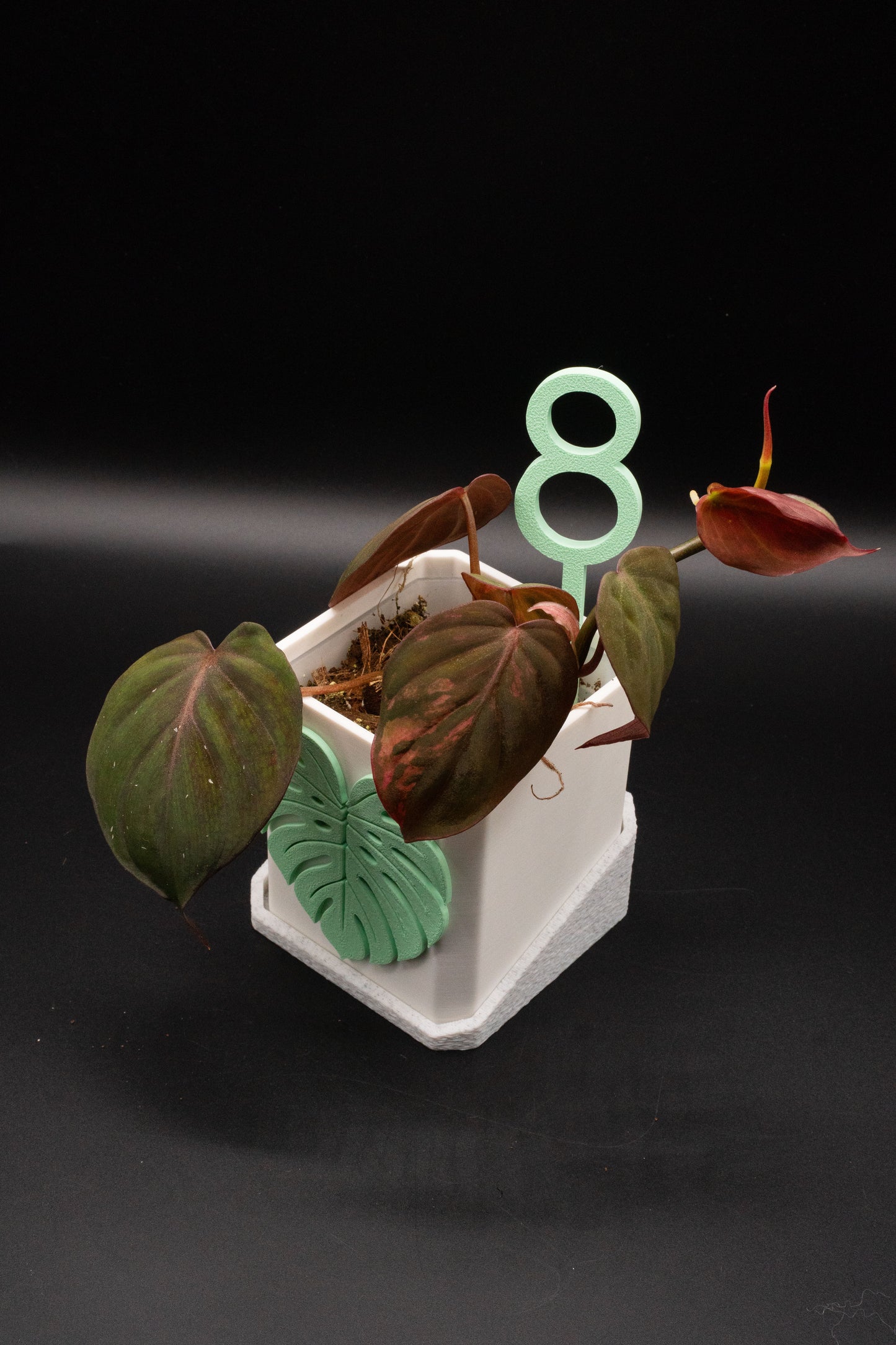 Philodendron Micans Variegata