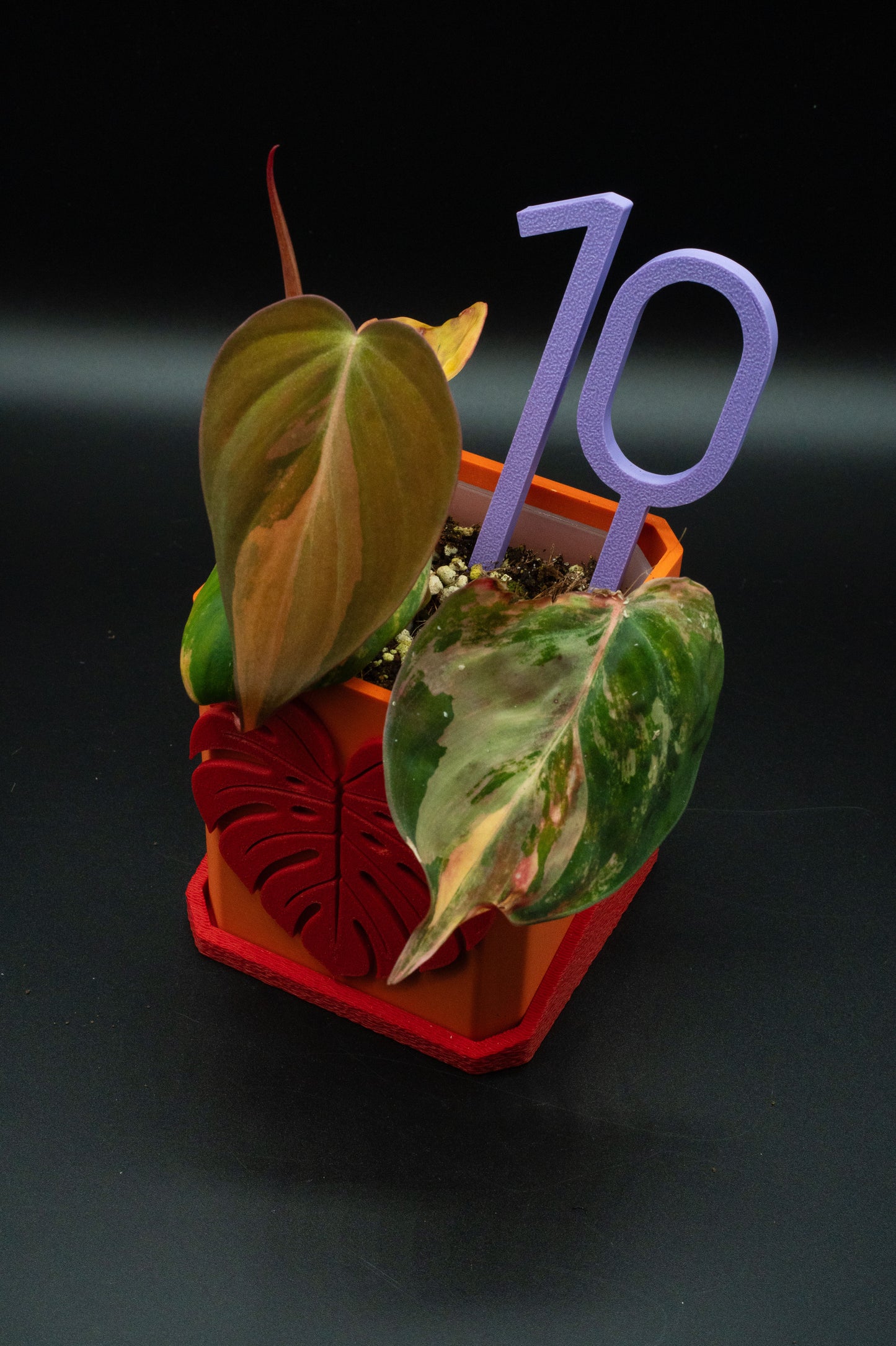 Philodendron Micans Variegata