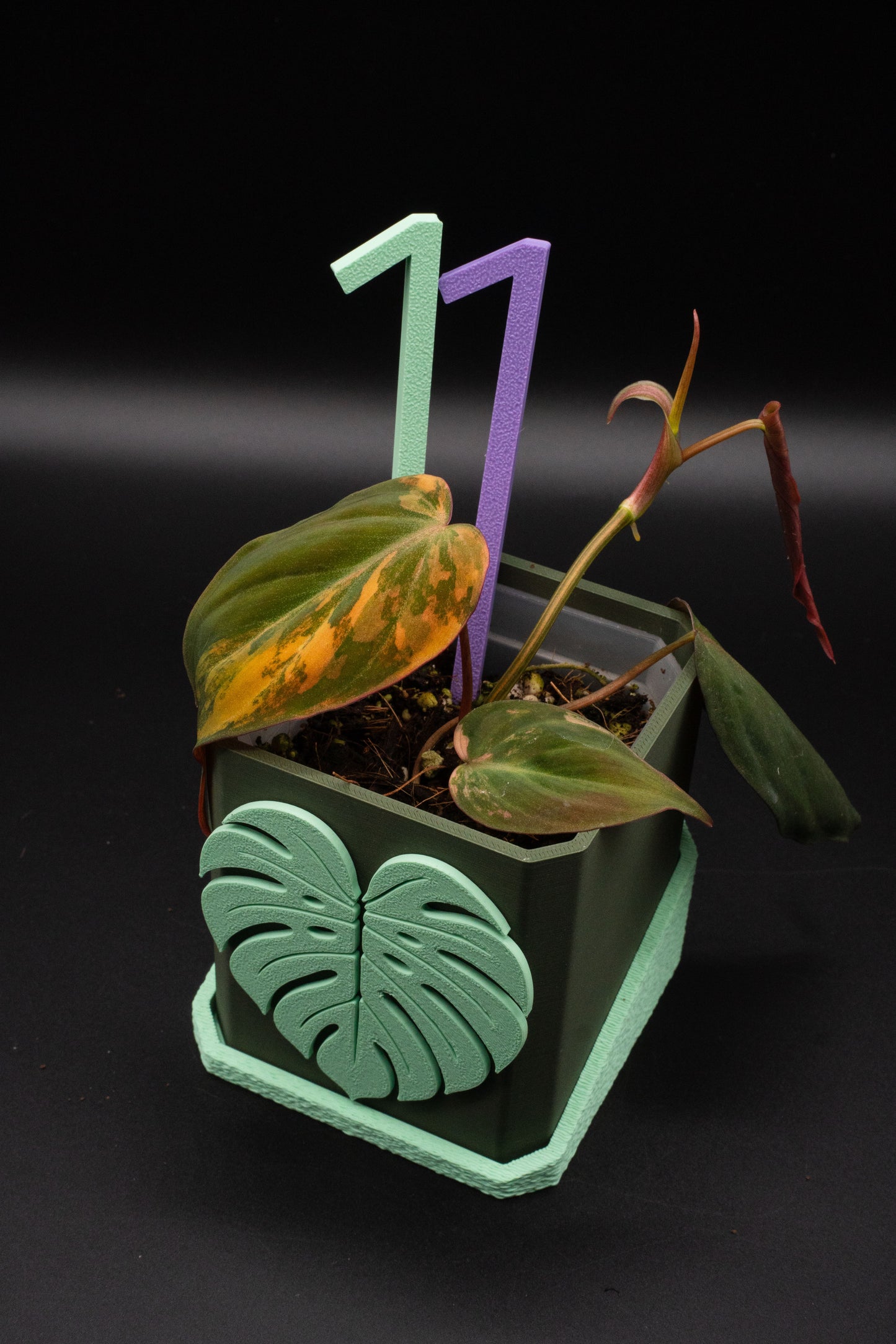 Philodendron Micans Variegata