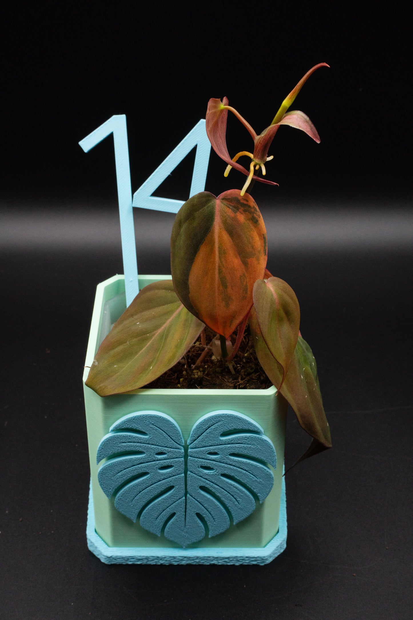 Philodendron Micans Variegata
