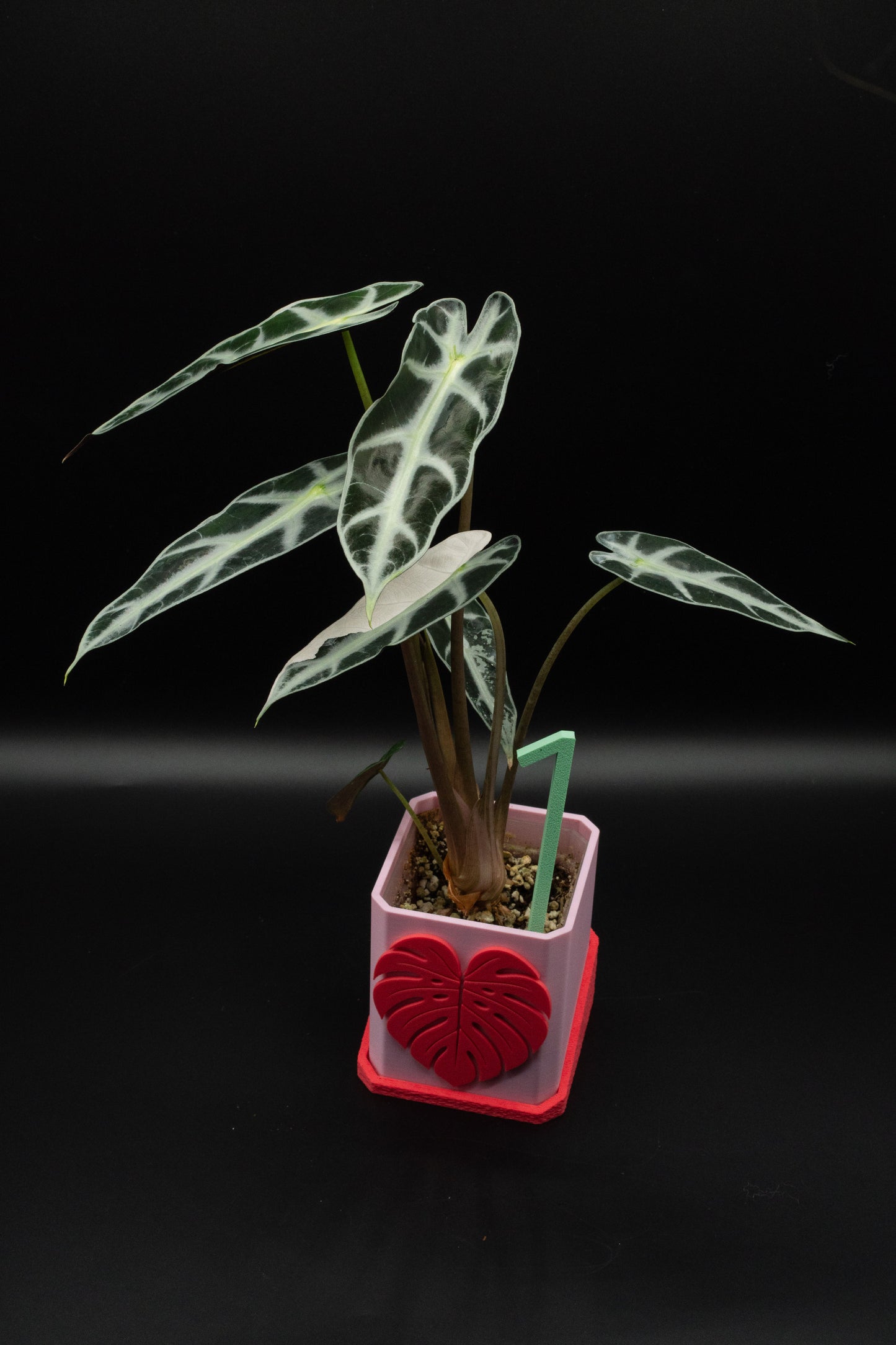 Alocasia Bambino Pink Variegata