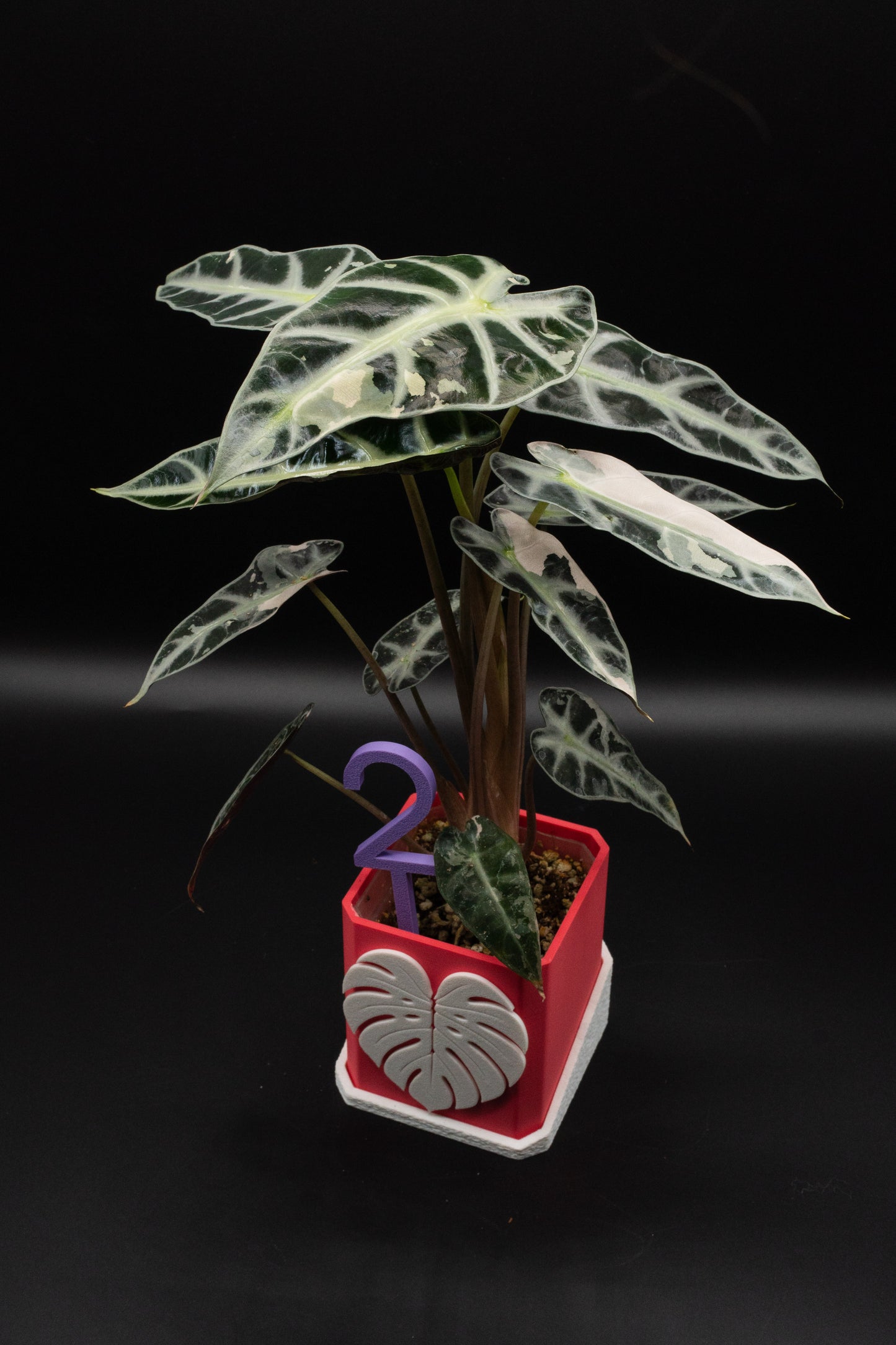 Alocasia Bambino Pink Variegata