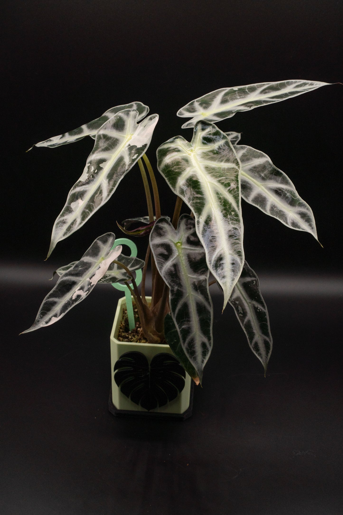 Alocasia Bambino Pink Variegata
