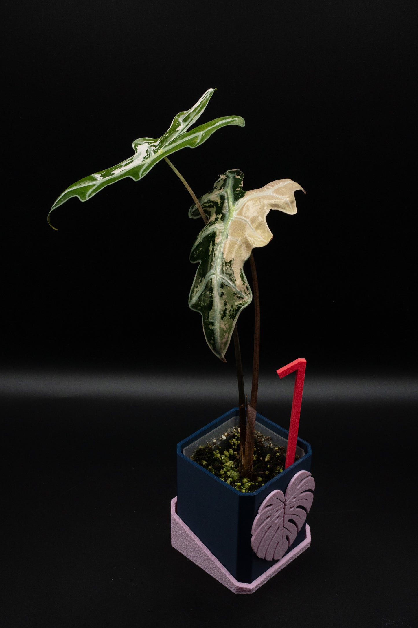 Alocasia Nobilis Pink Variegata