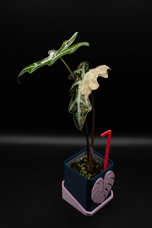 Alocasia Nobilis Pink Variegata