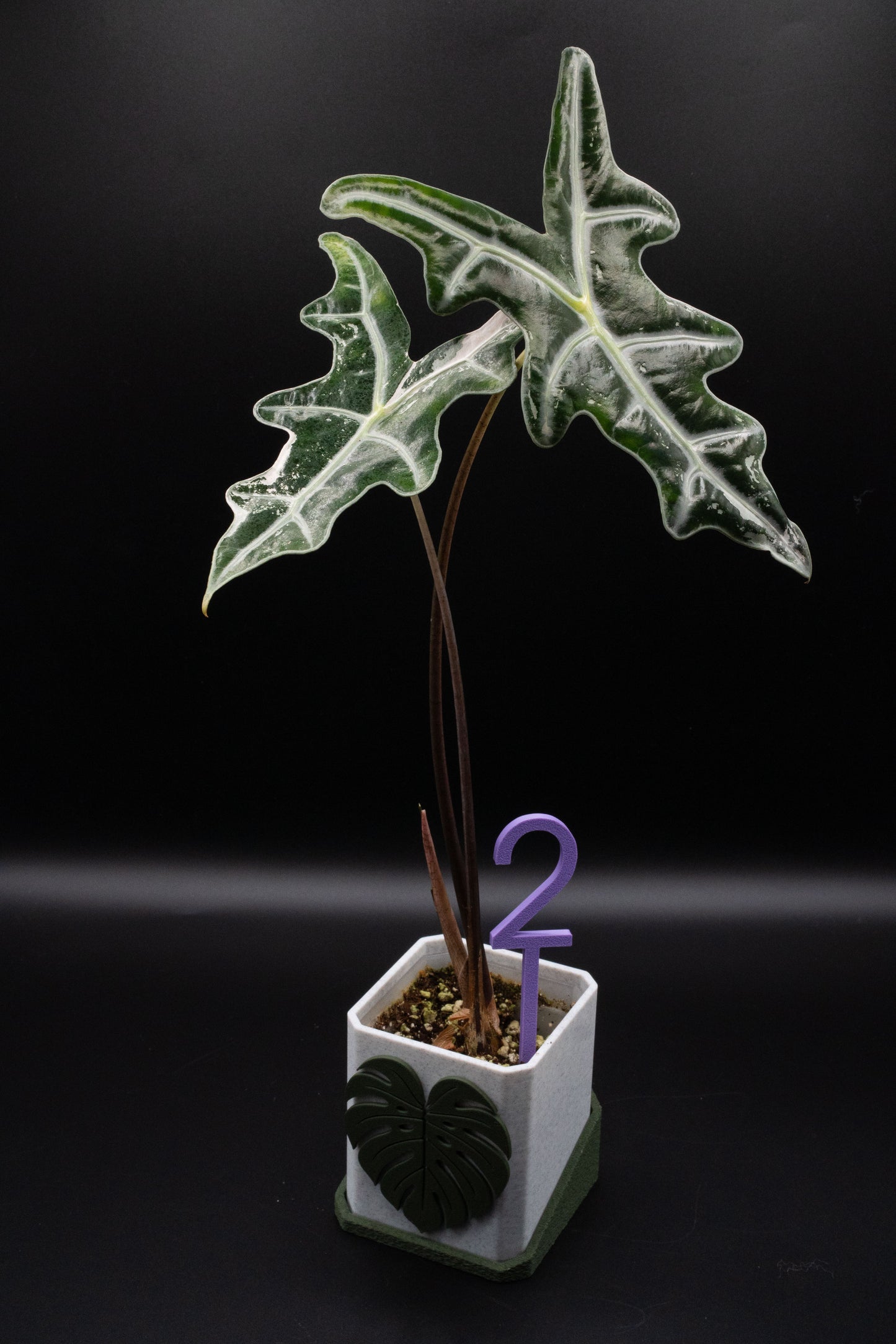 Alocasia Nobilis Pink Variegata