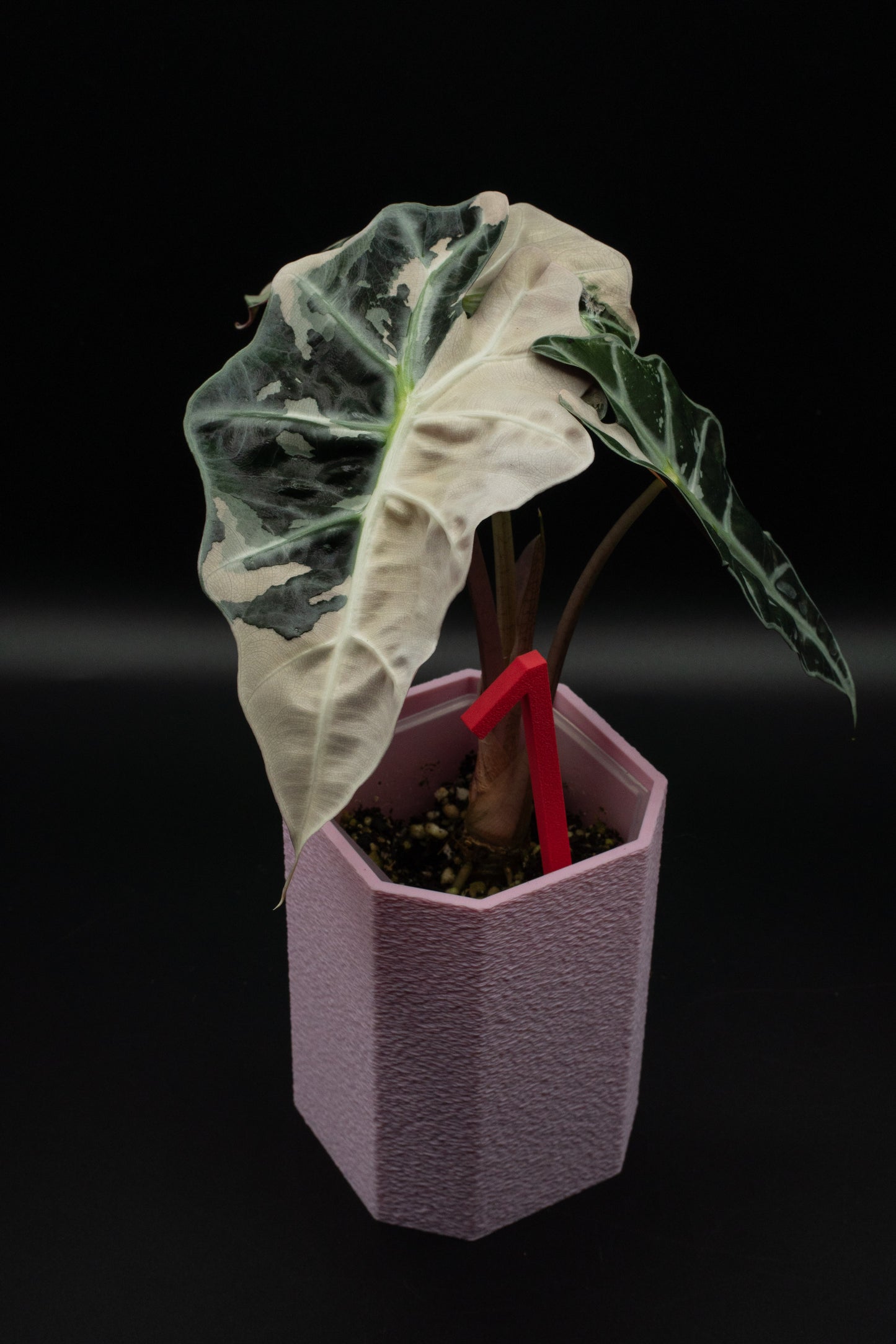 Alocasia Polly Snowflake Pink Variegata L