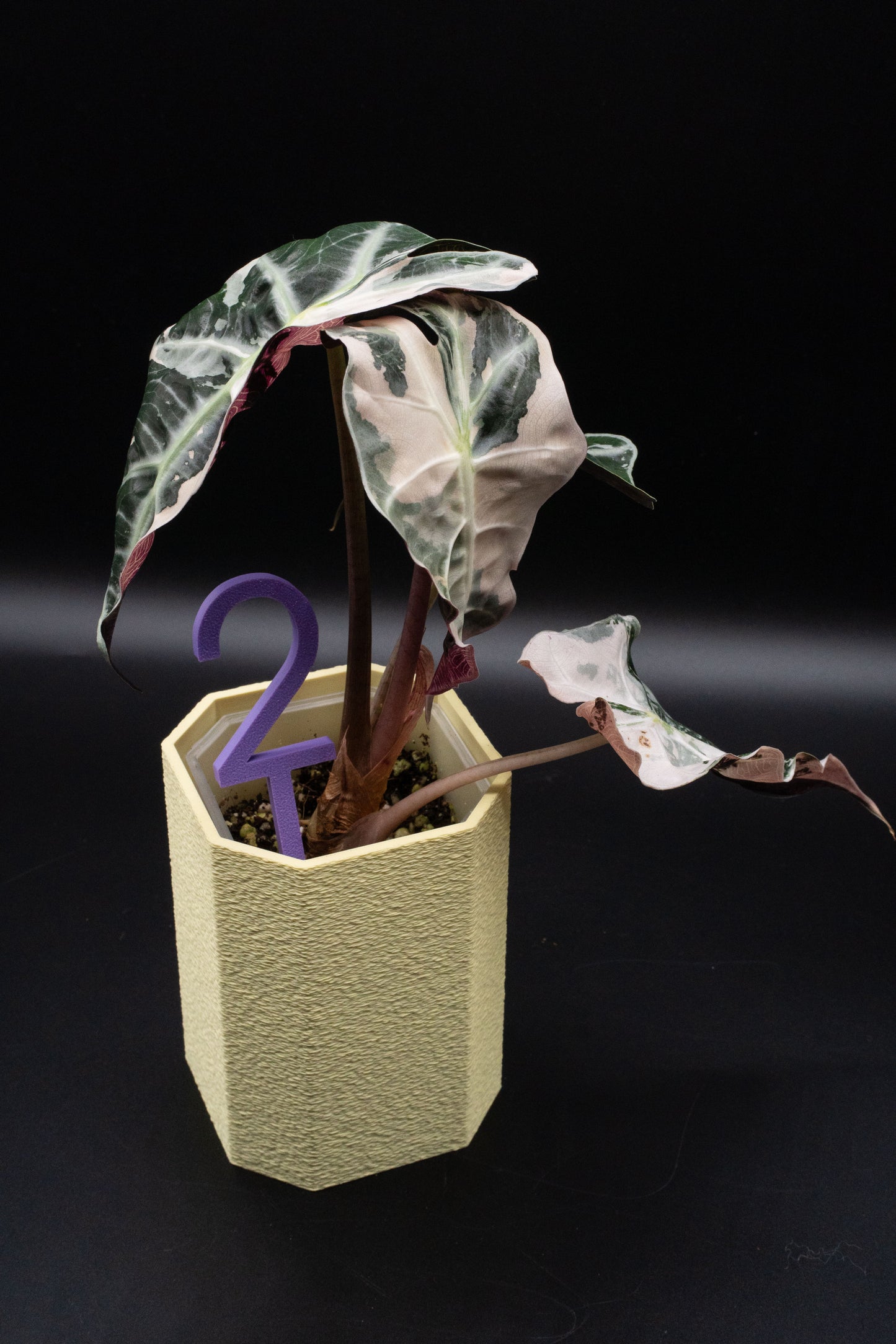 Alocasia Polly Snowflake Pink Variegata L