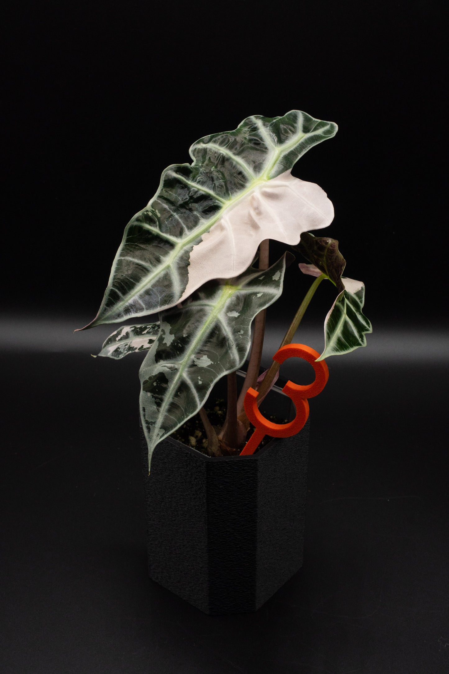 Alocasia Polly Snowflake Pink Variegata L