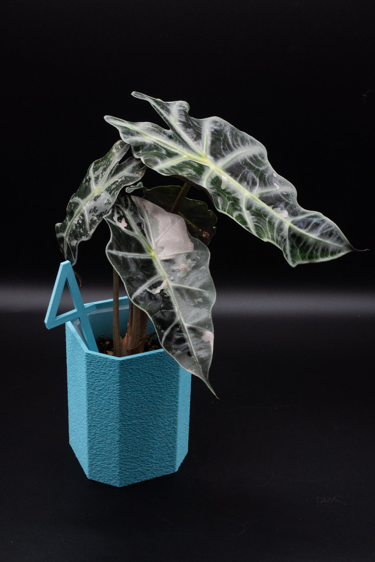 Alocasia Polly Snowflake Pink Variegata L