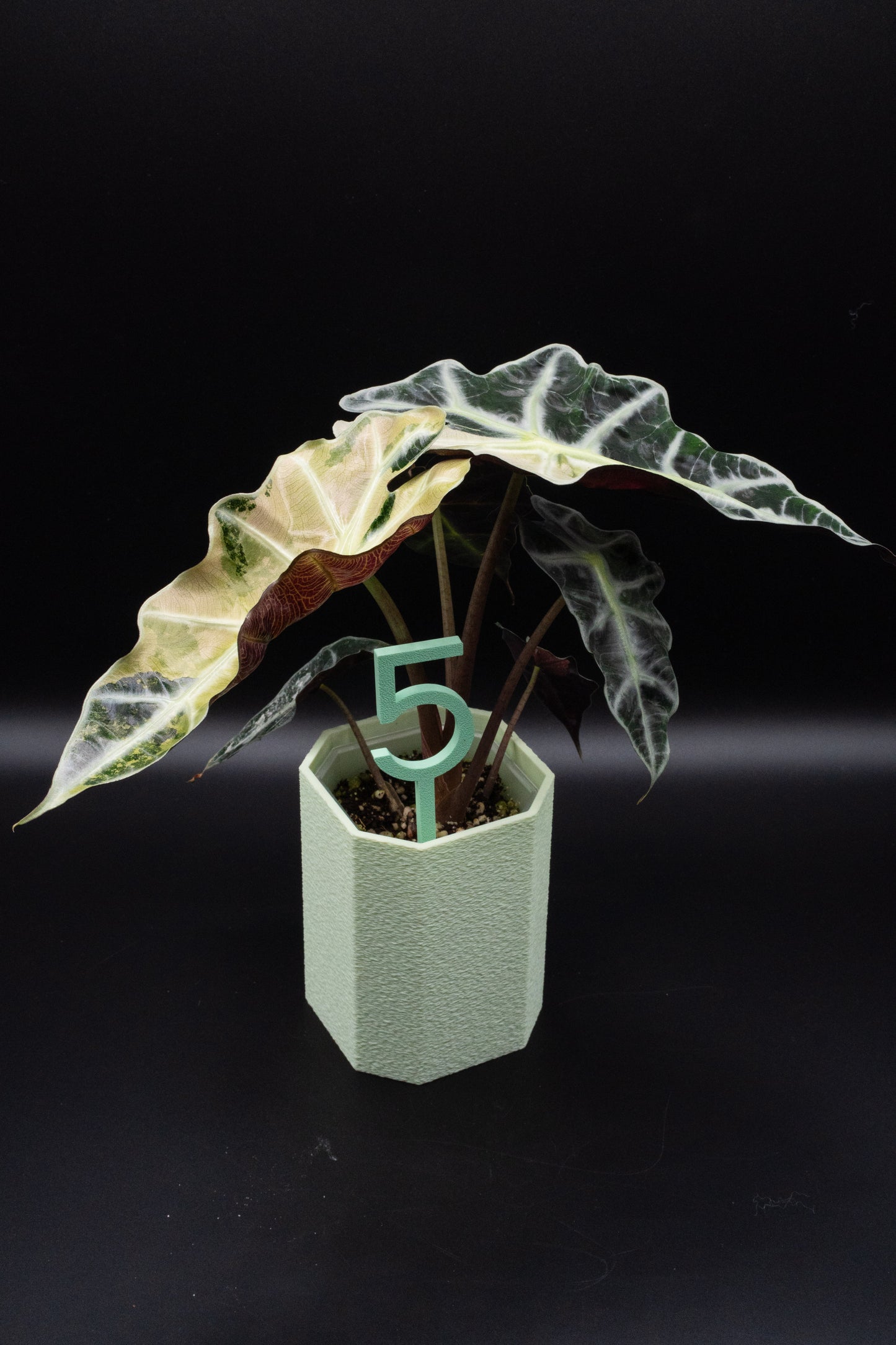 Alocasia Polly Snowflake Pink Variegata L