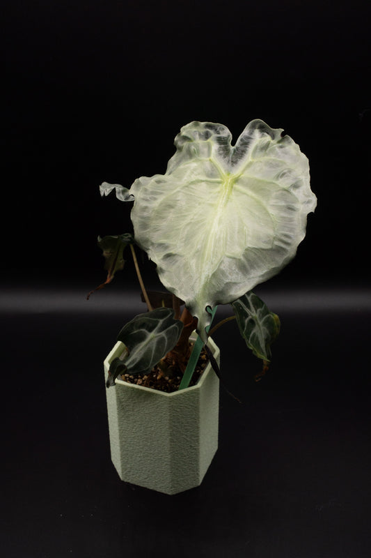Alocasia Venom L