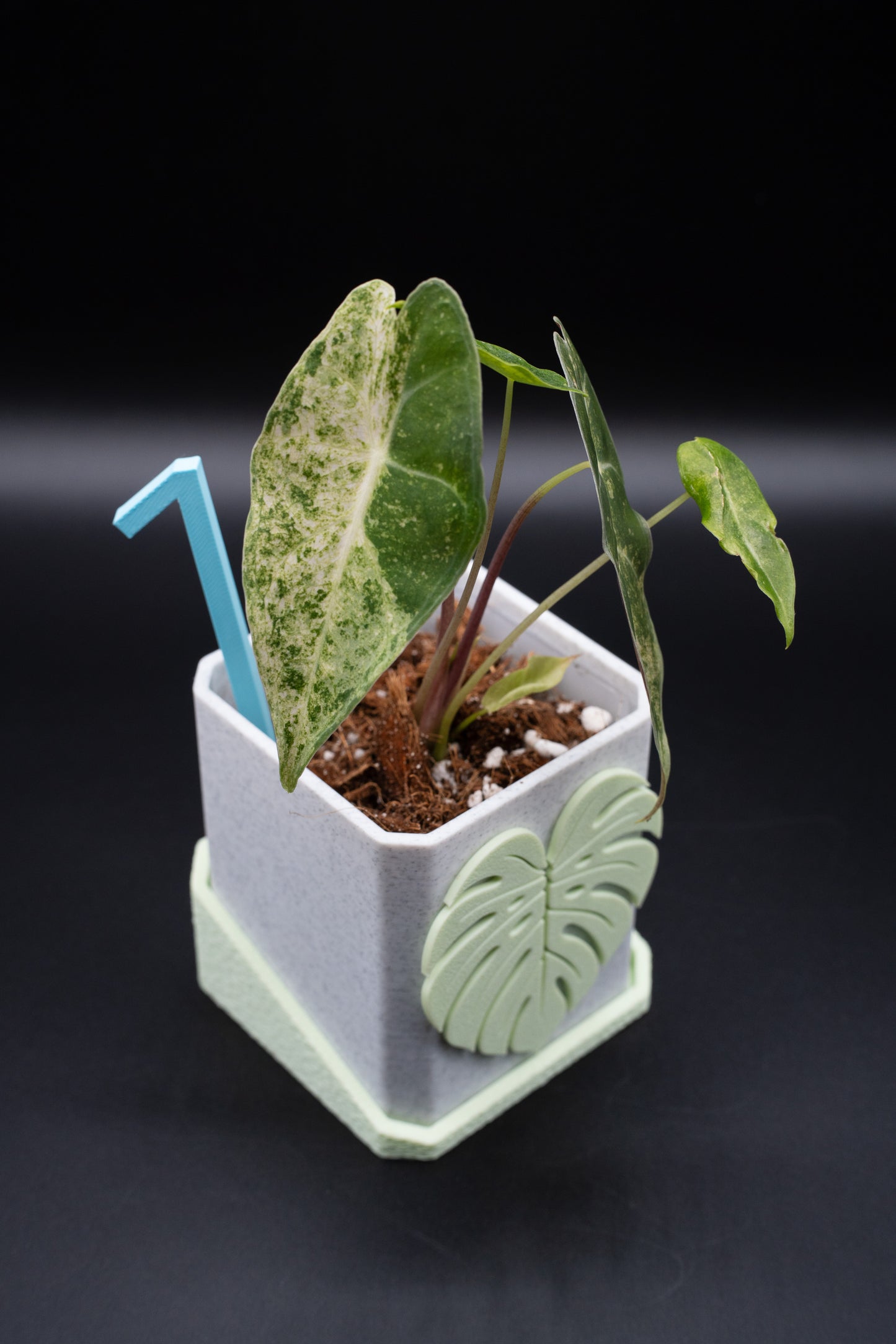 Alocasia Black Satun Stardust Variegata