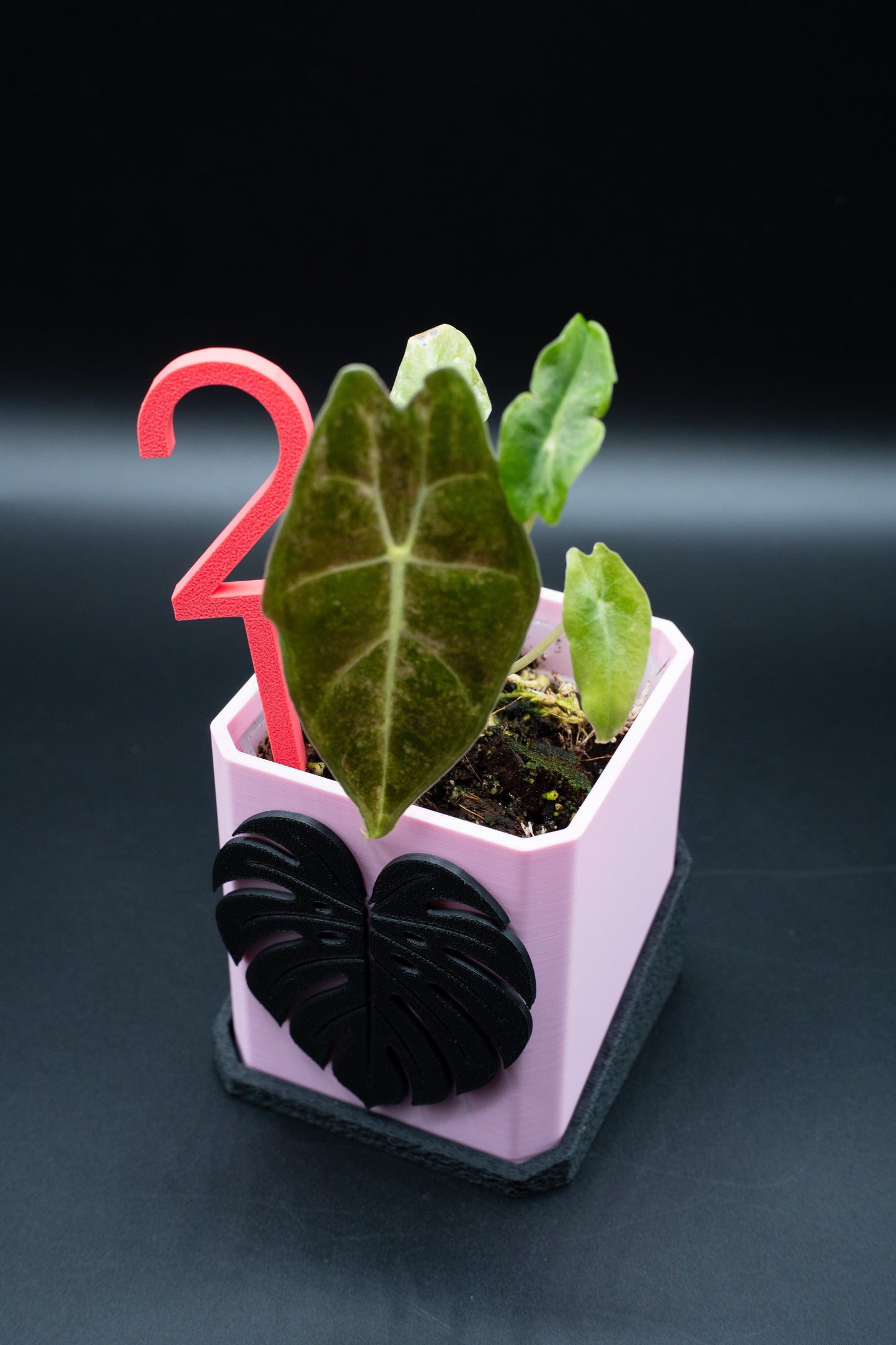 Alocasia Black Satun Stardust Variegata
