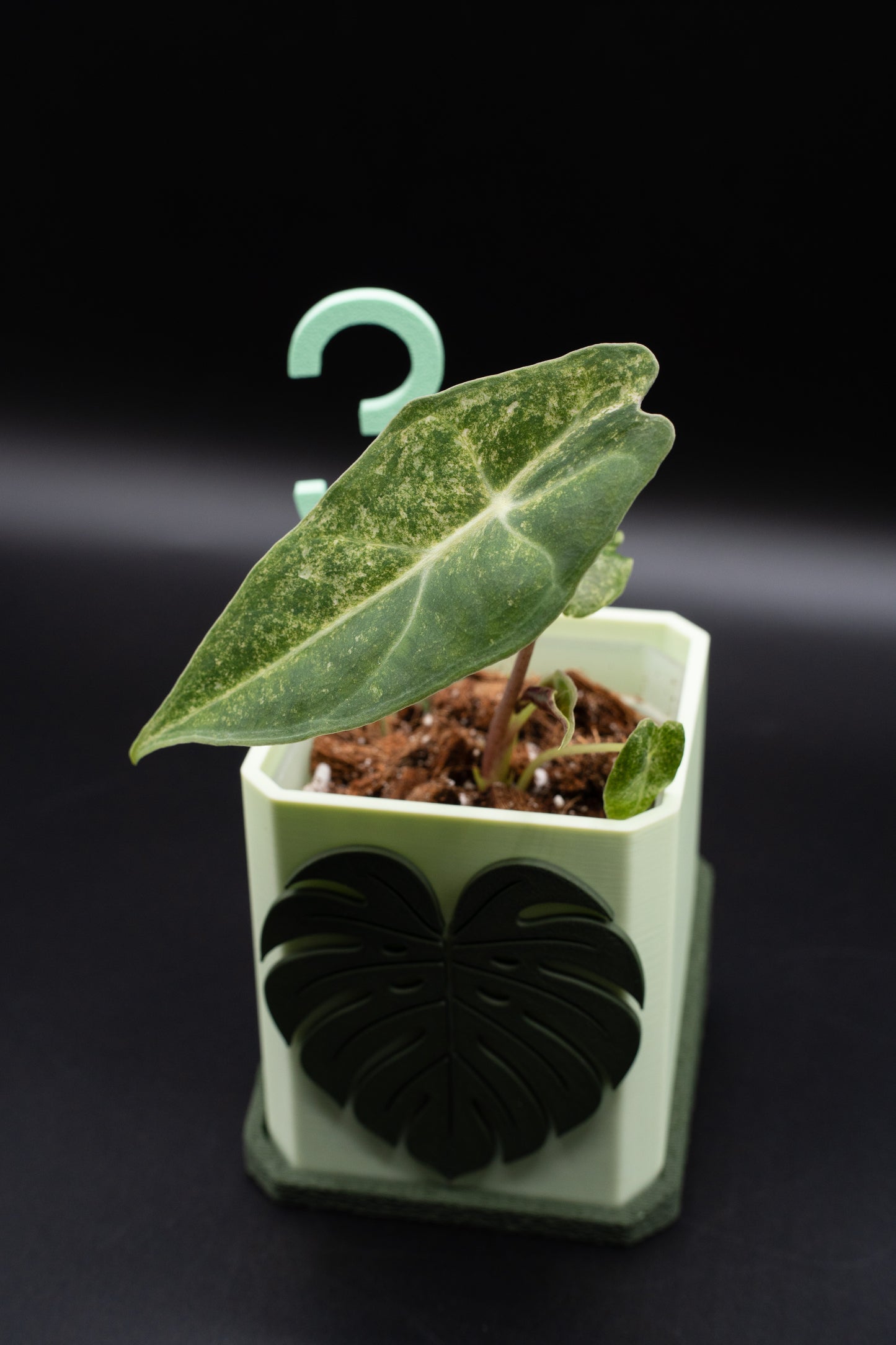 Alocasia Black Satun Stardust Variegata