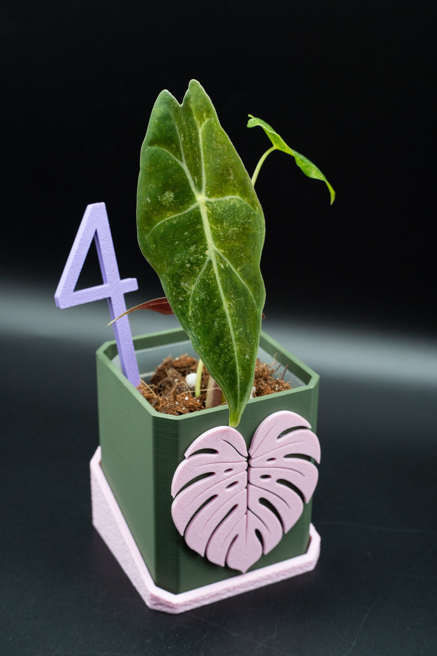 Alocasia Black Satun Stardust Variegata
