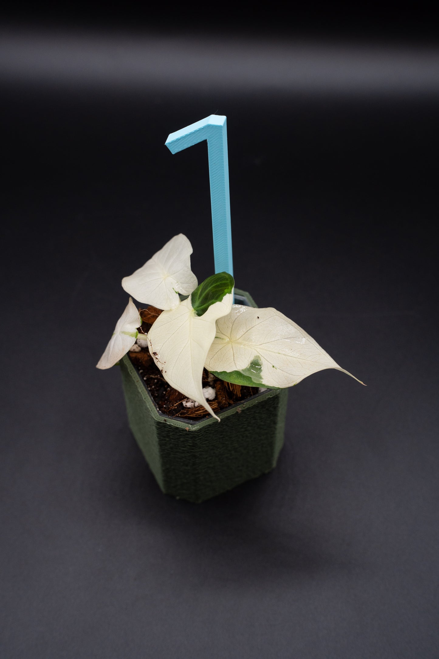 Alocasia Regal Shield Albo Variegata Babypflanze aus Rhizom