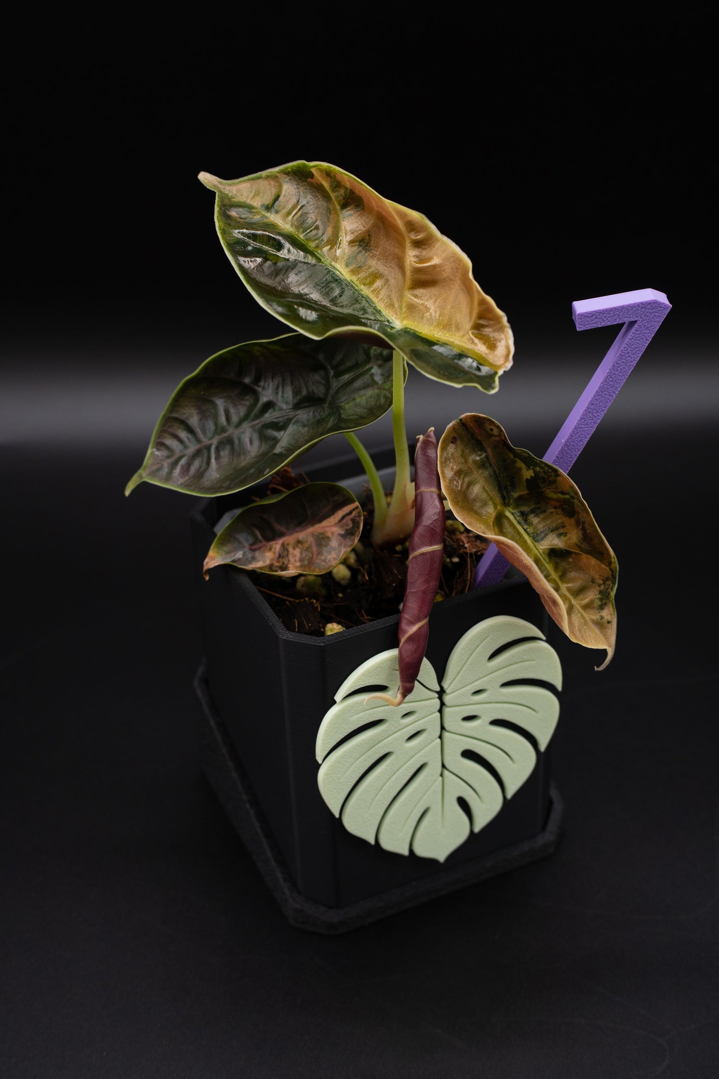 Alocasia Azlanii Aurea Variegata #1
