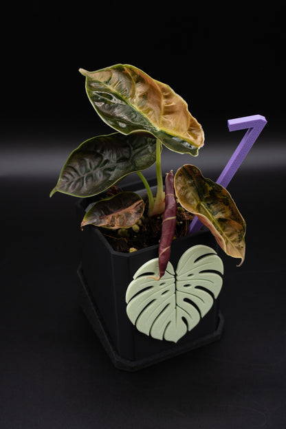 Alocasia Azlanii Aurea Variegata #1