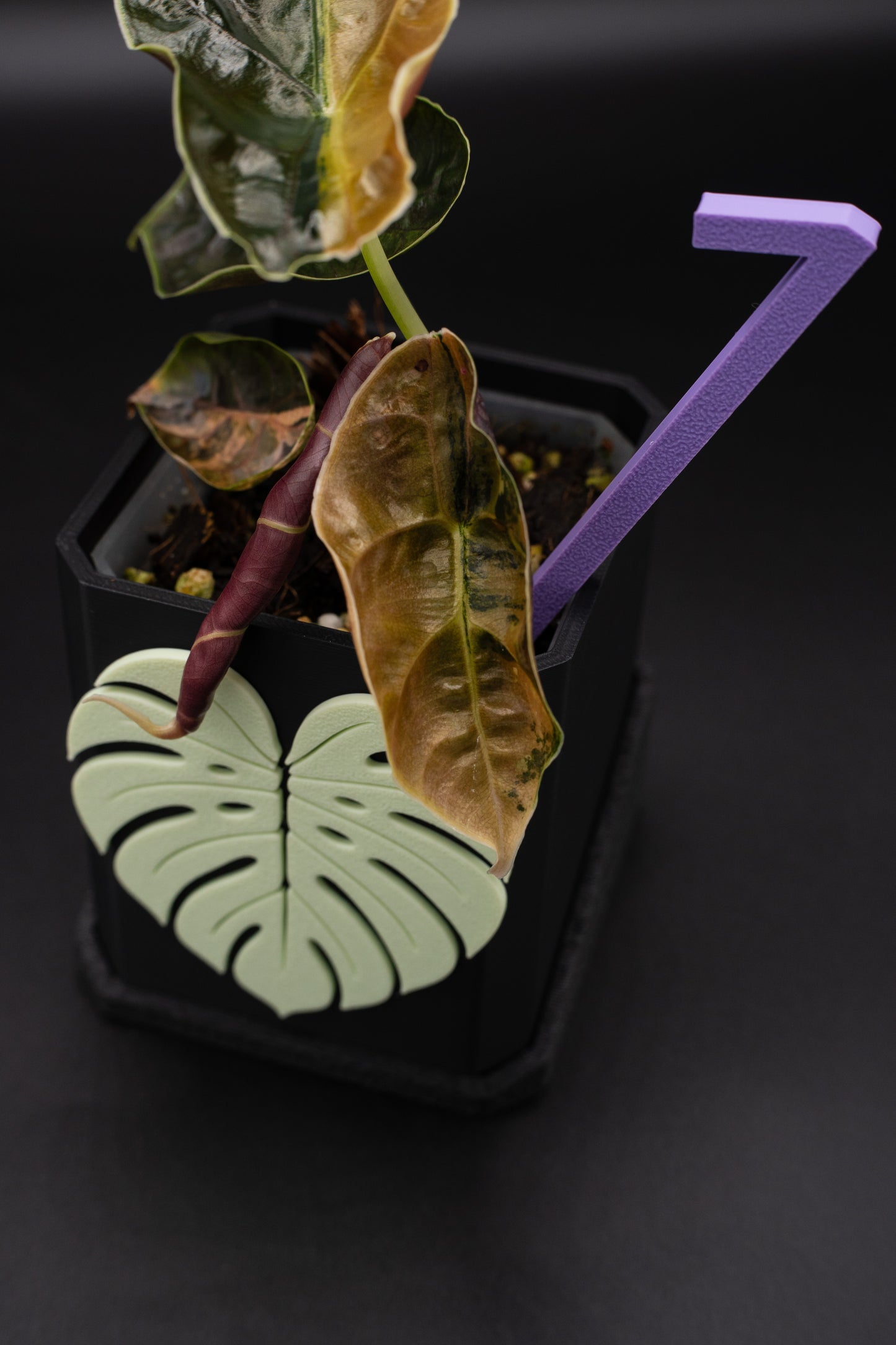 Alocasia Azlanii Aurea Variegata #1