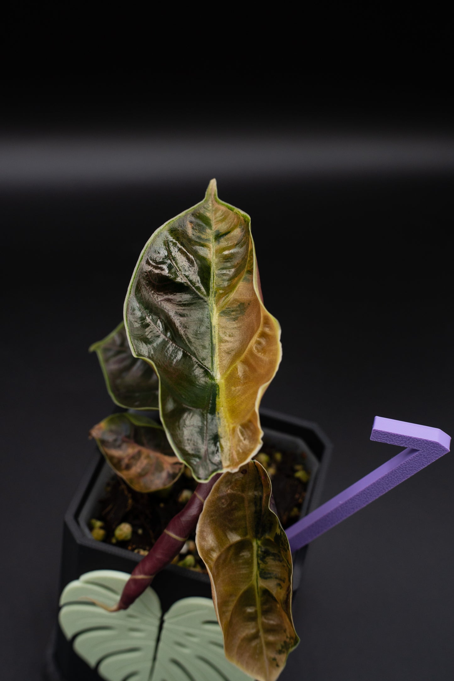 Alocasia Azlanii Aurea Variegata #1