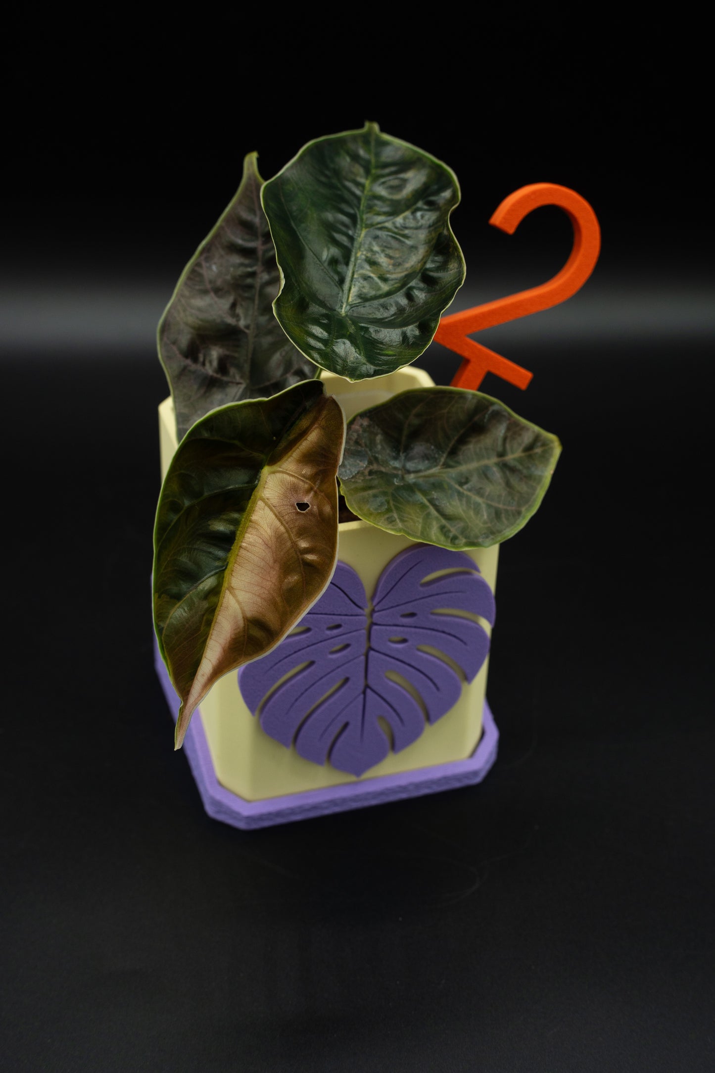 Alocasia Azlanii Aurea Variegata #2