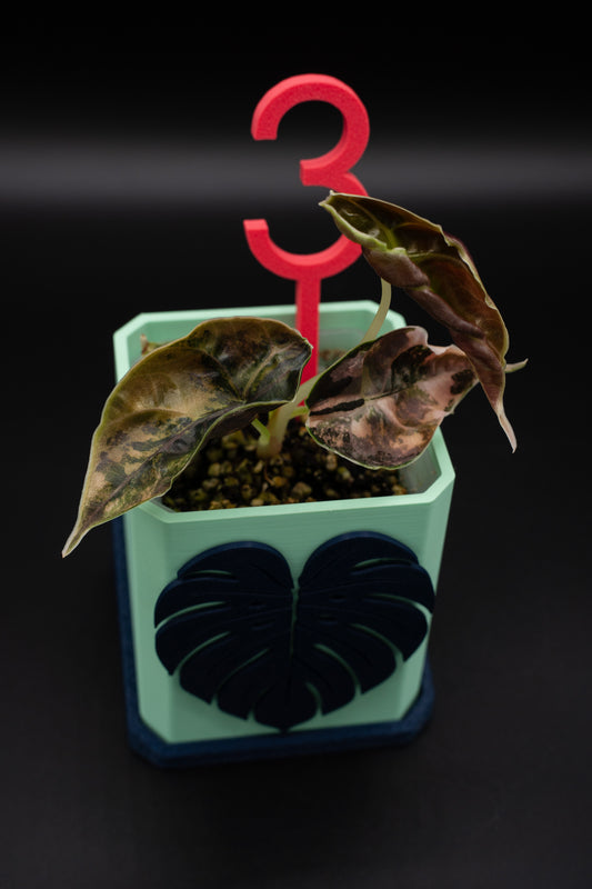 Alocasia Azlanii Aurea Variegata #3