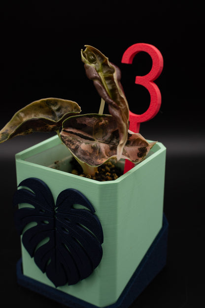 Alocasia Azlanii Aurea Variegata #3