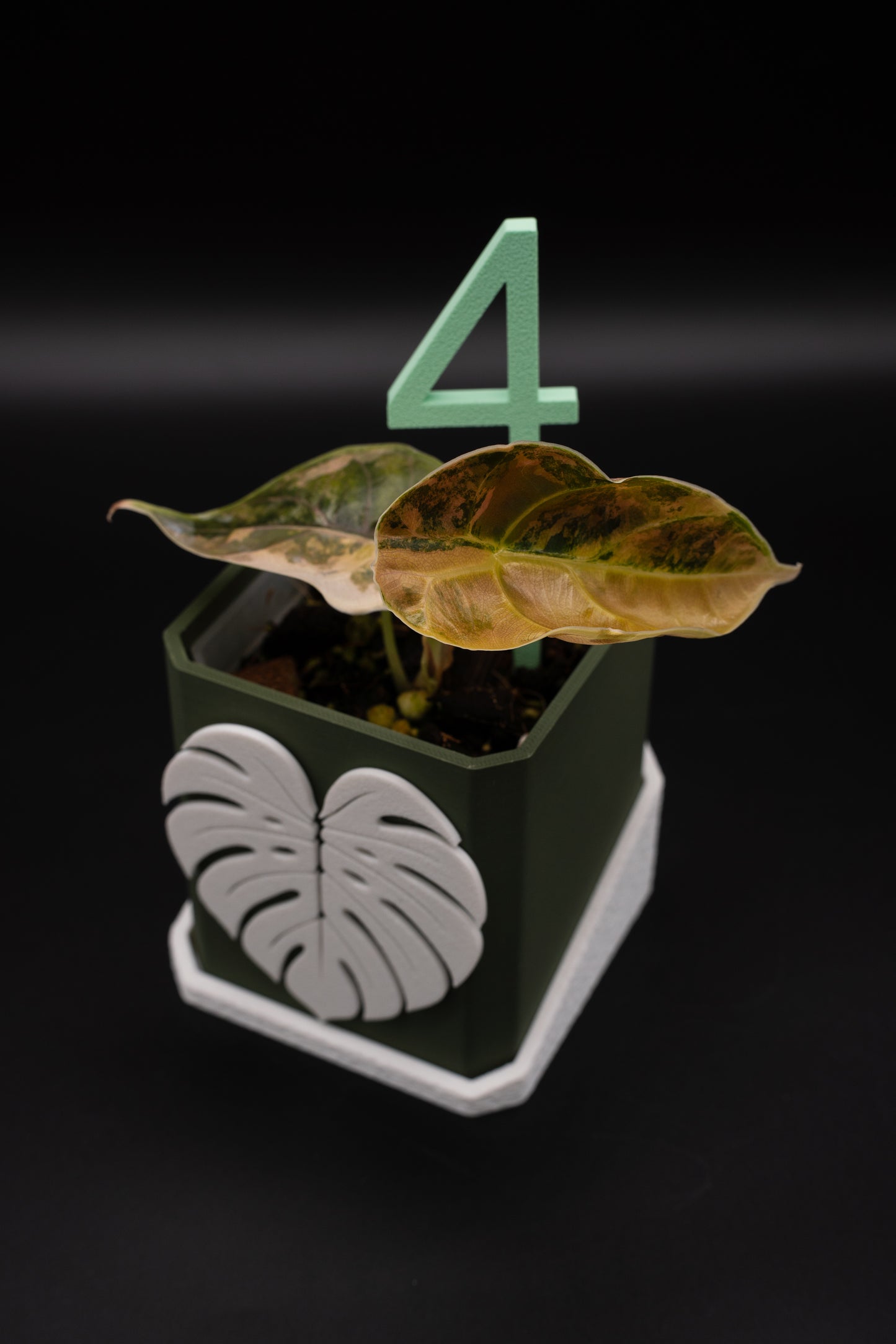 Alocasia Azlanii Aurea Variegata #4