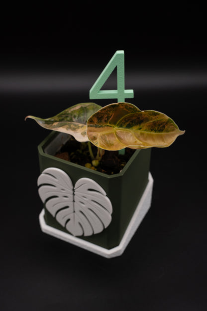 Alocasia Azlanii Aurea Variegata #4