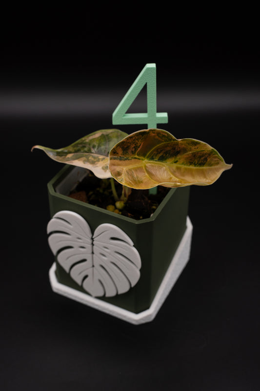 Alocasia Azlanii Aurea Variegata #4