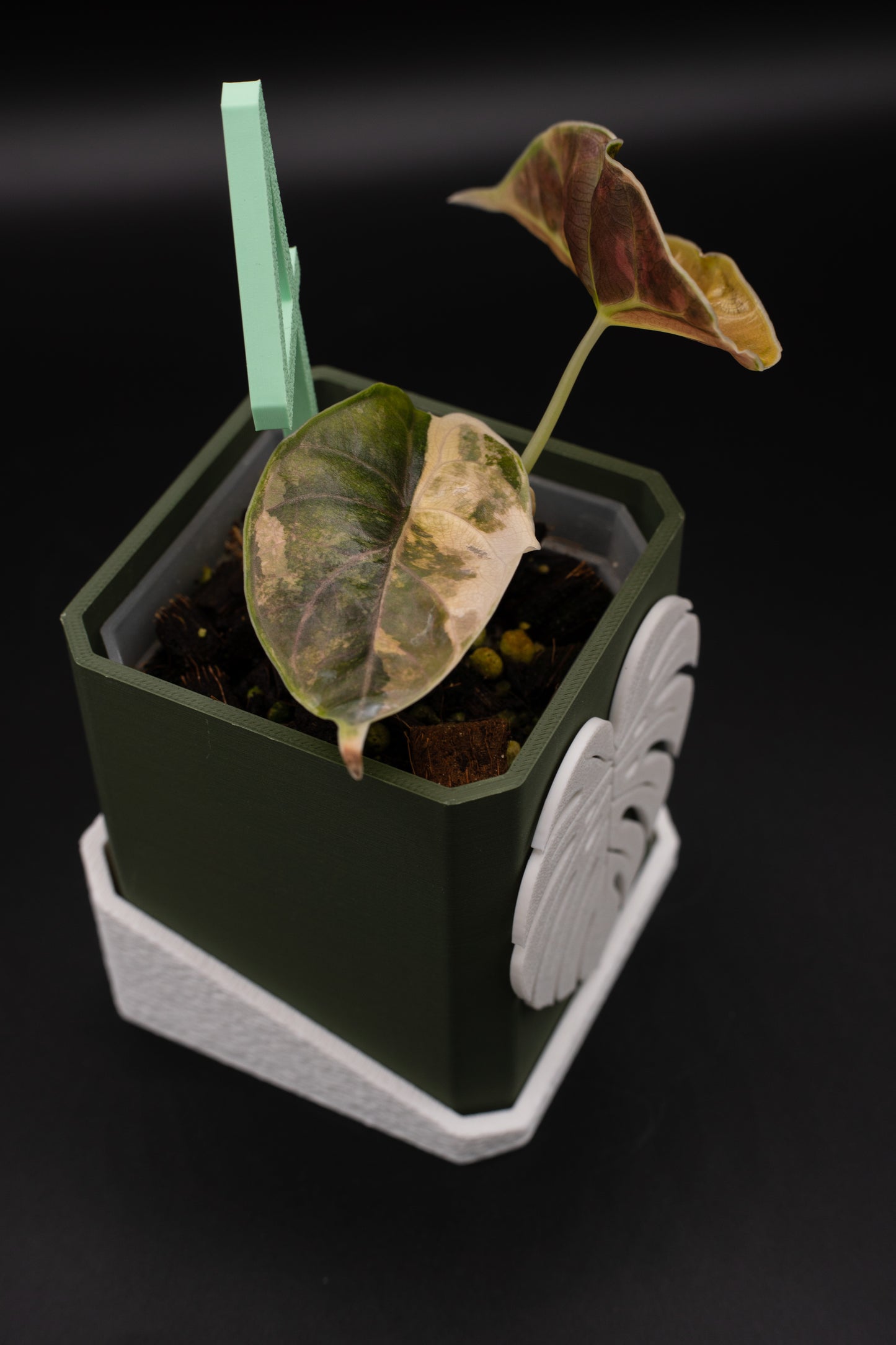 Alocasia Azlanii Aurea Variegata #4