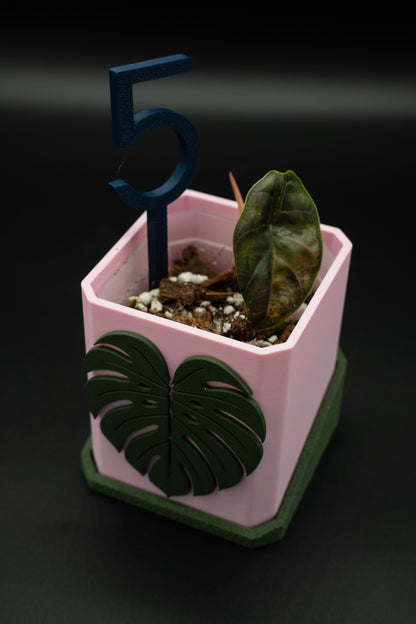 Alocasia Azlanii Aurea Variegata #5