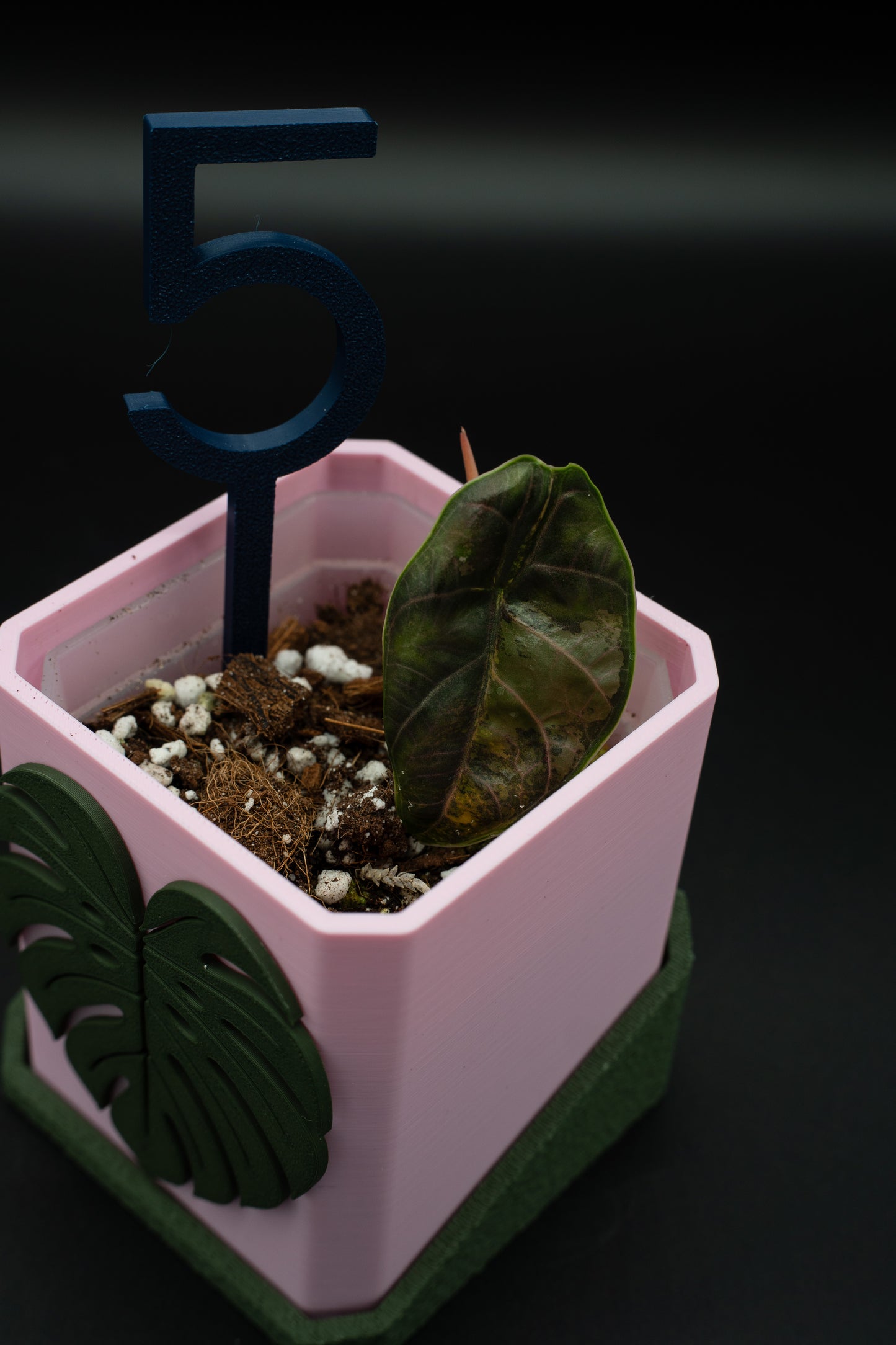 Alocasia Azlanii Aurea Variegata #5