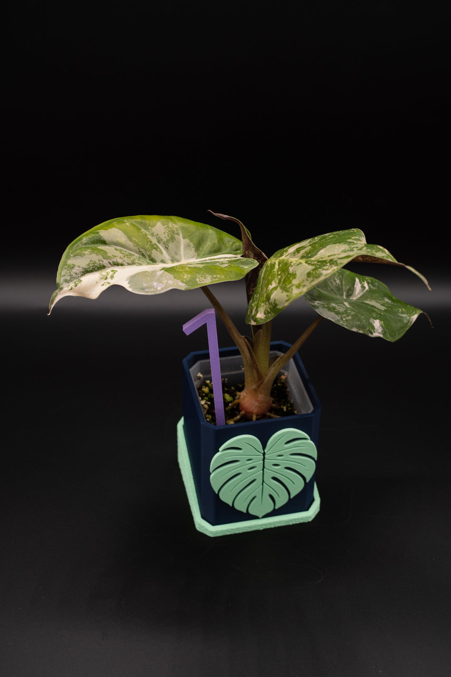 Alocasia Wentii Albo / Pink Variegata #1