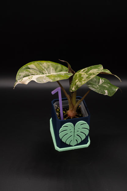 Alocasia Wentii Albo / Pink Variegata #1