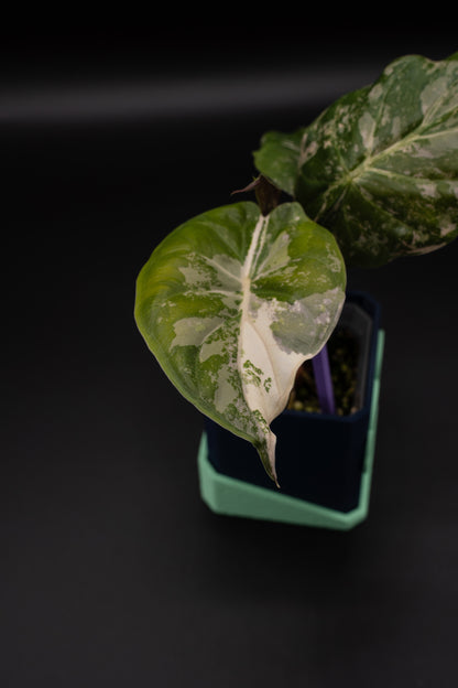 Alocasia Wentii Albo / Pink Variegata #1