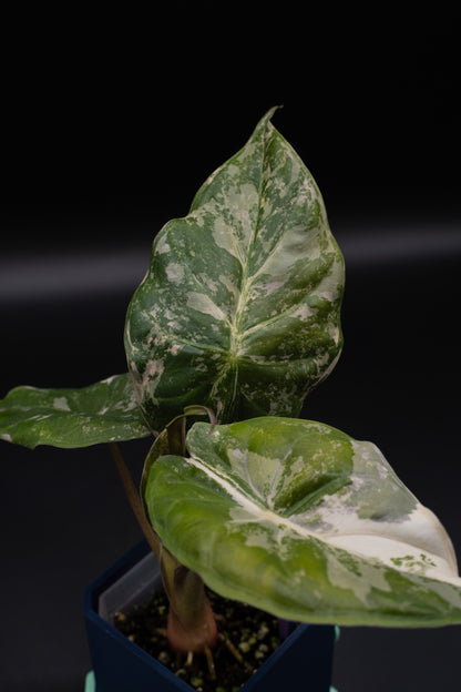 Alocasia Wentii Albo / Pink Variegata #1