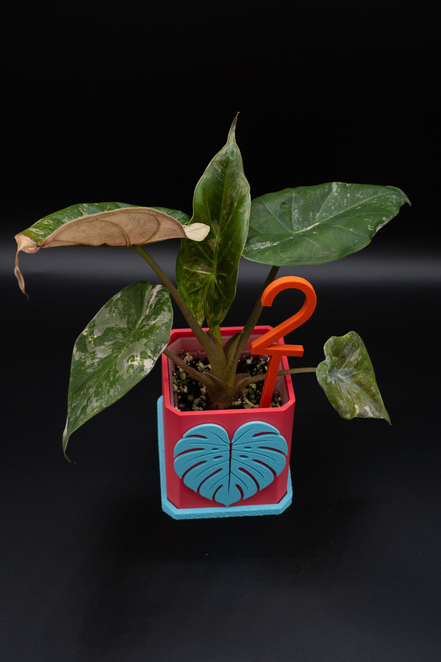 Alocasia Wentii Albo / Pink Variegata #2