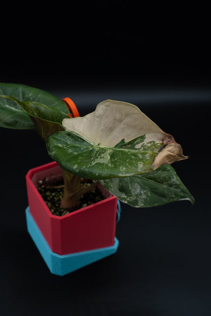 Alocasia Wentii Albo / Pink Variegata #2