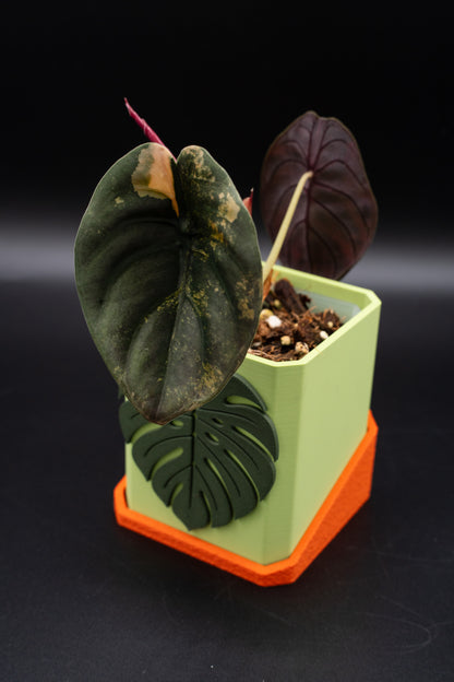 Alocasia Cuprea Latte Variegata