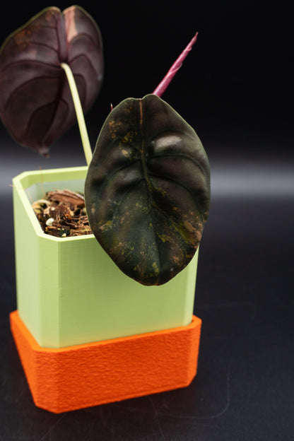 Alocasia Cuprea Latte Variegata