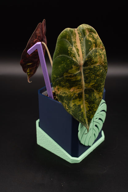 Alocasia Sedenii Aurea Variegata #1