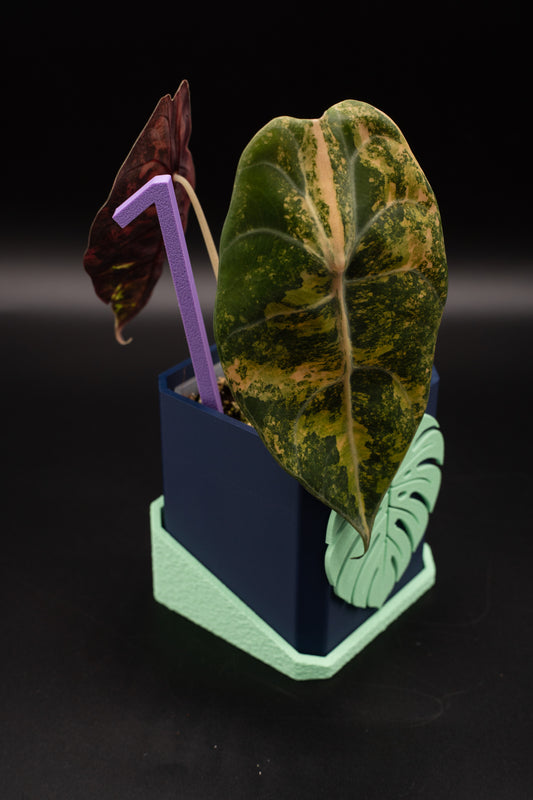 Alocasia Sedenii Aurea Variegata #1