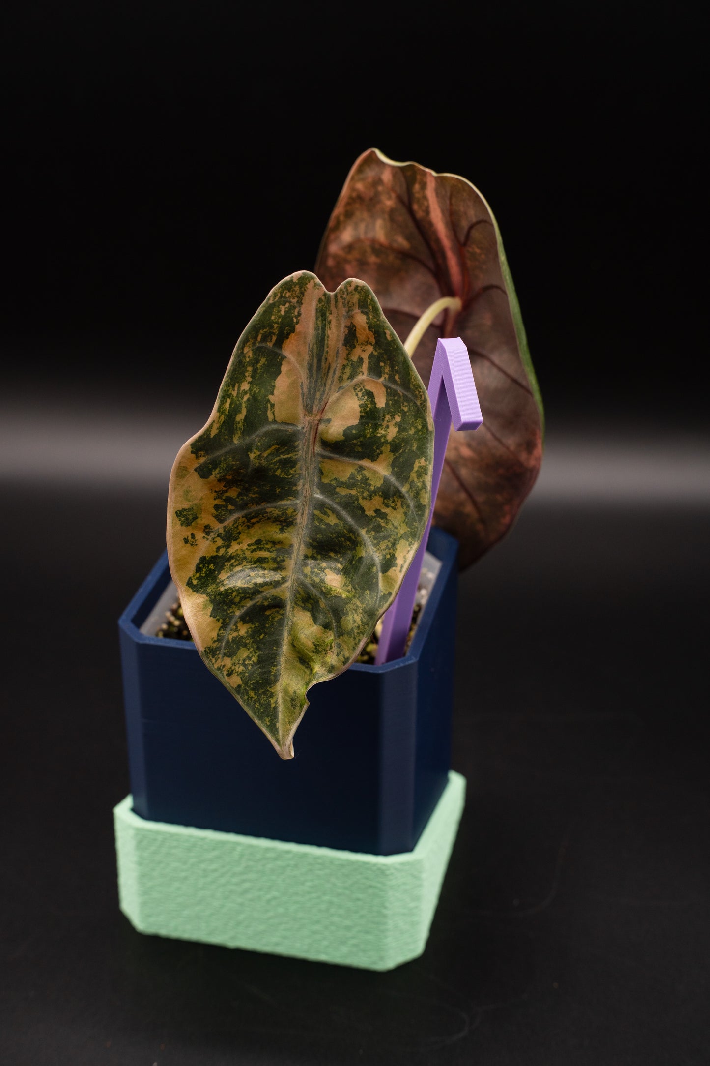 Alocasia Sedenii Aurea Variegata #1