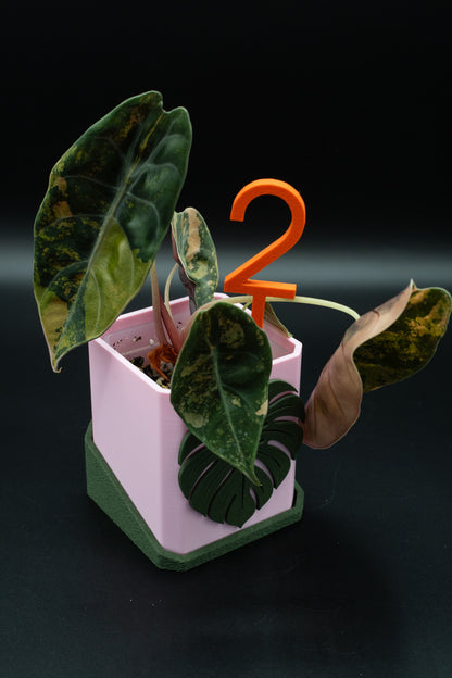 Alocasia Sedenii Aurea Variegata #2
