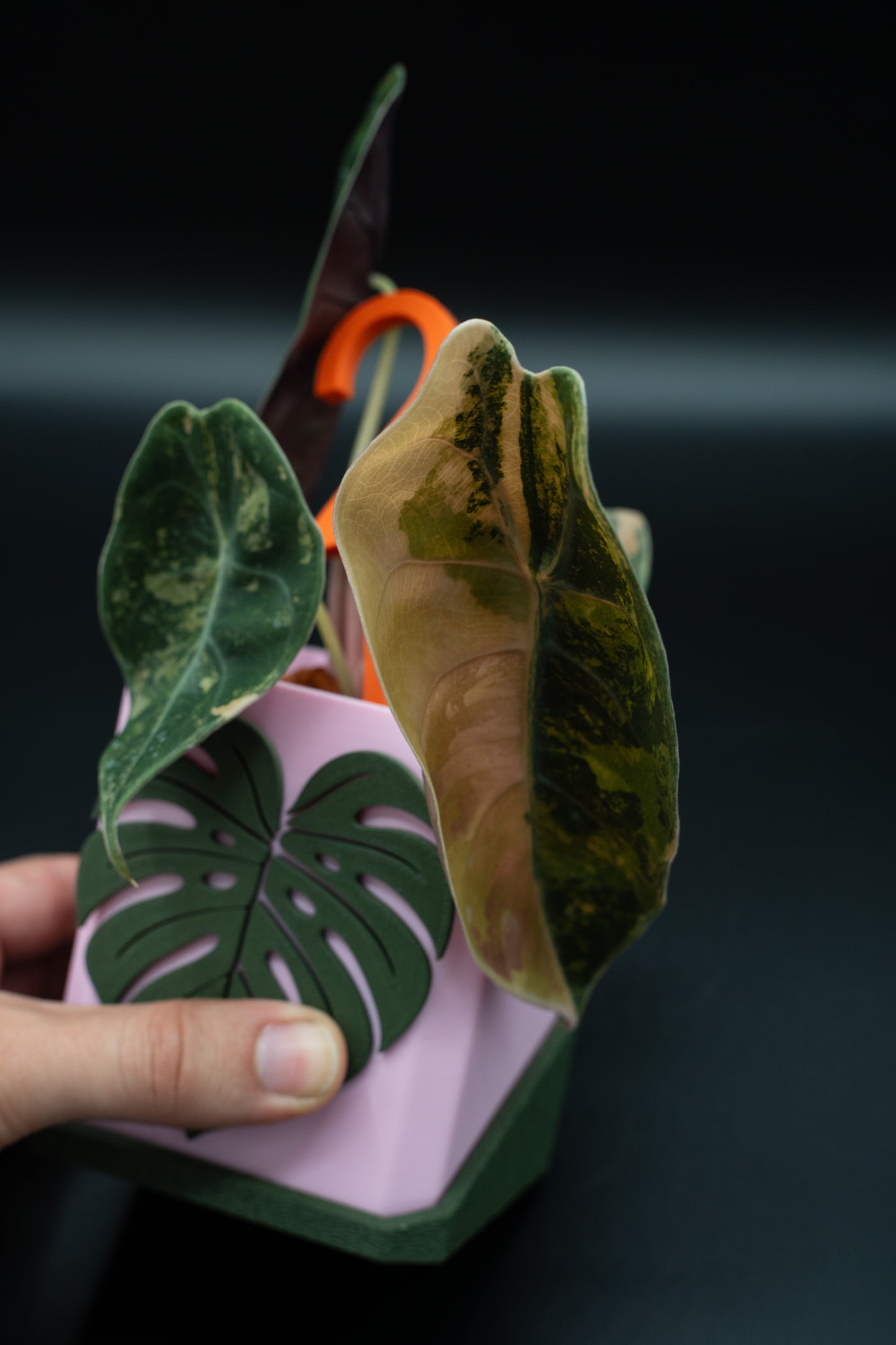 Alocasia Sedenii Aurea Variegata #2