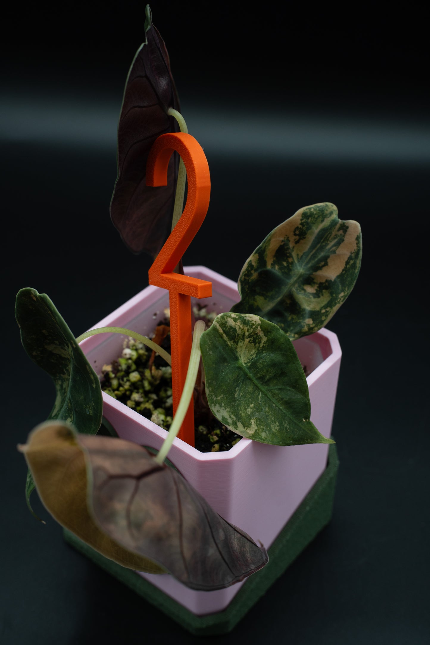 Alocasia Sedenii Aurea Variegata #2